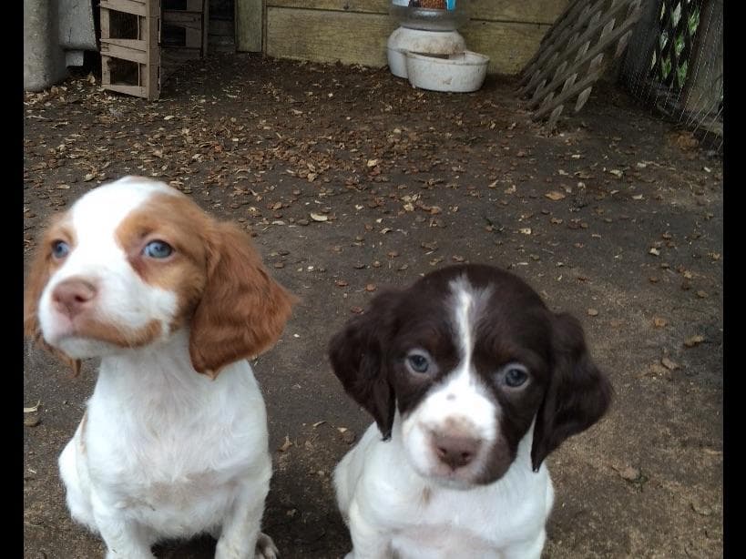 Labrador Retriever Puppies breeder image 4
