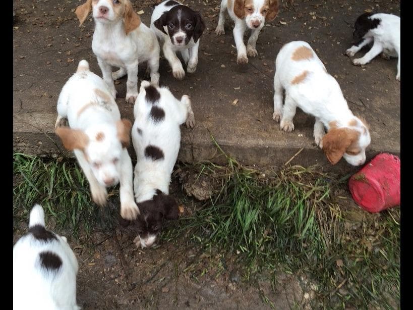 Labrador Retriever Puppies breeder image 1