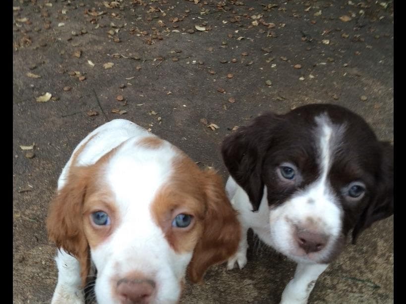 Labrador Retriever Puppies breeder image 3