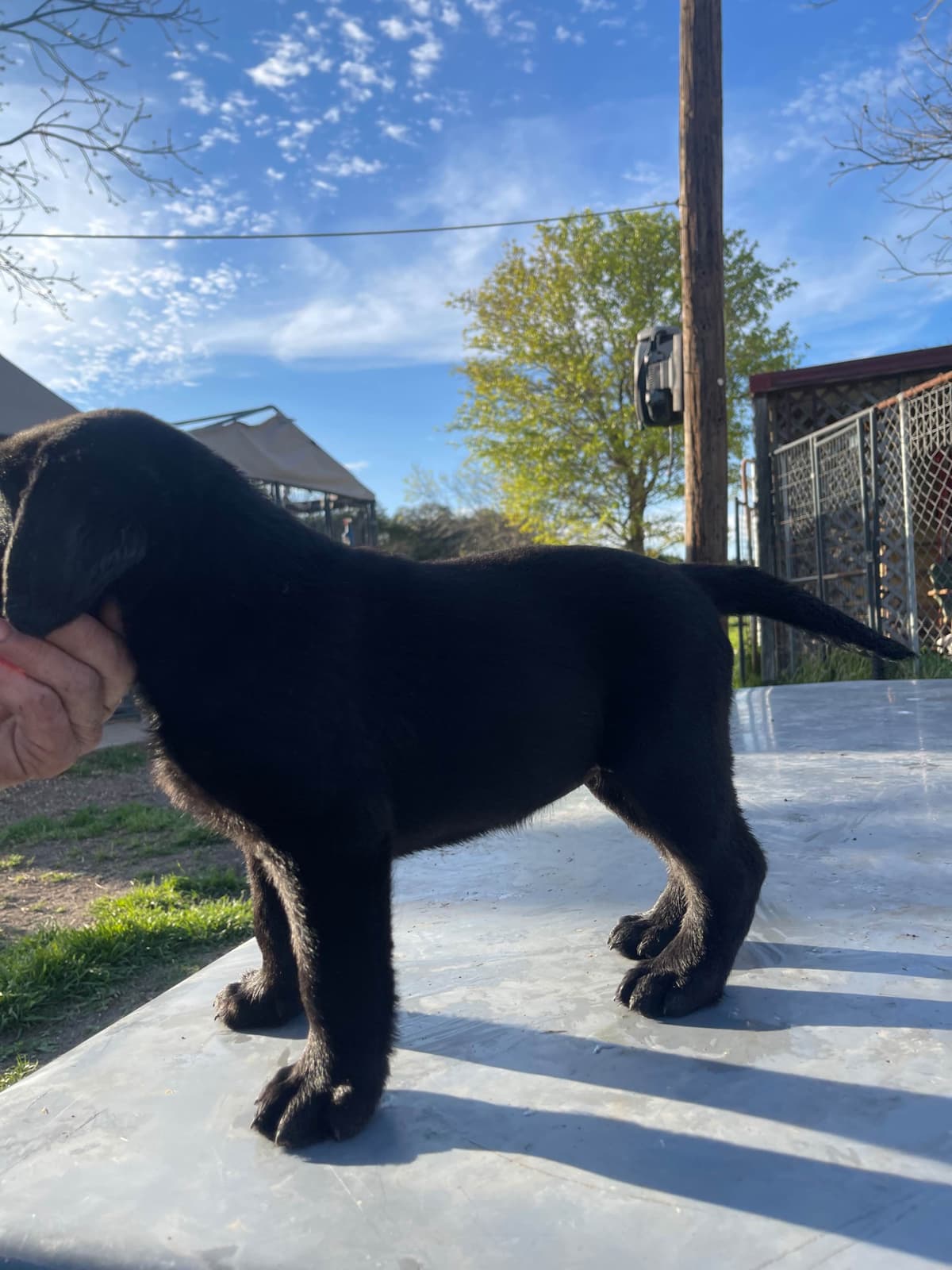 Labrador Retriever Puppies breeder image 5