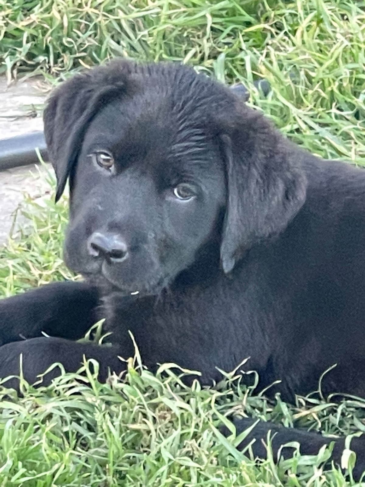 Labrador Retriever Puppies breeder image 6