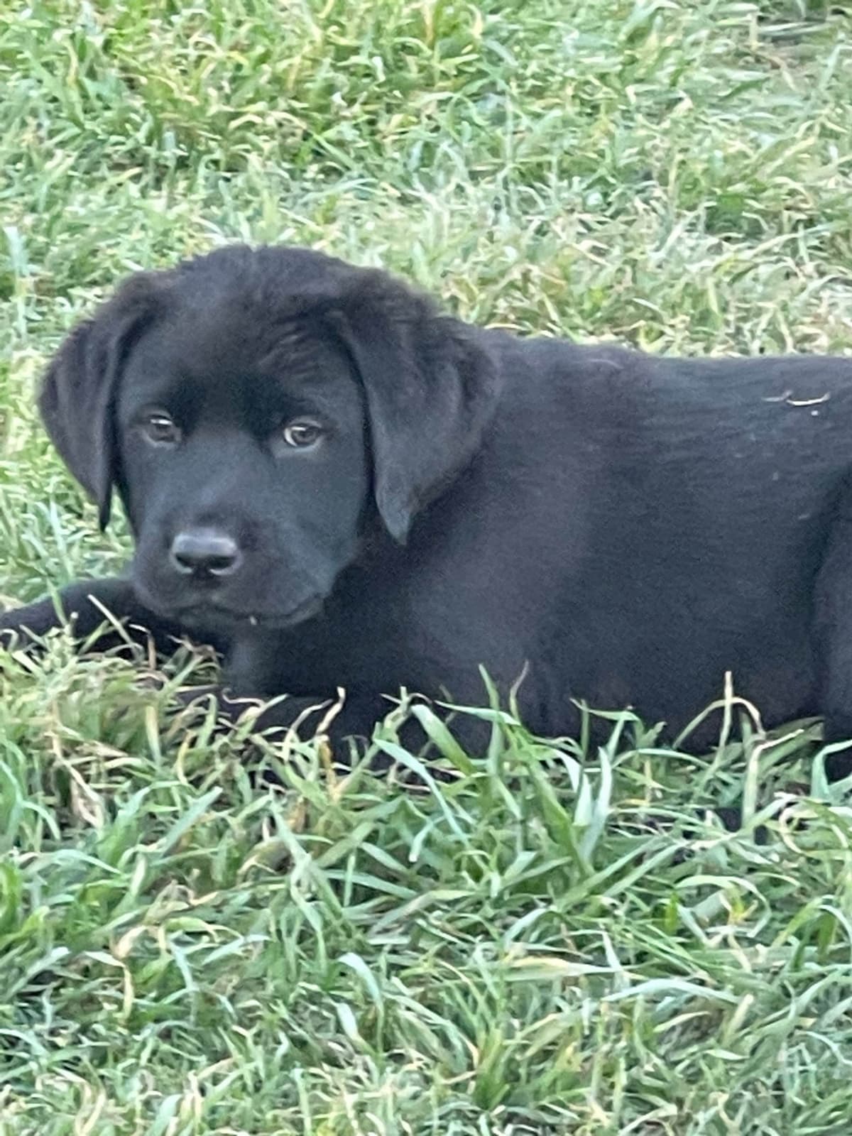 Labrador Retriever Puppies breeder image 7