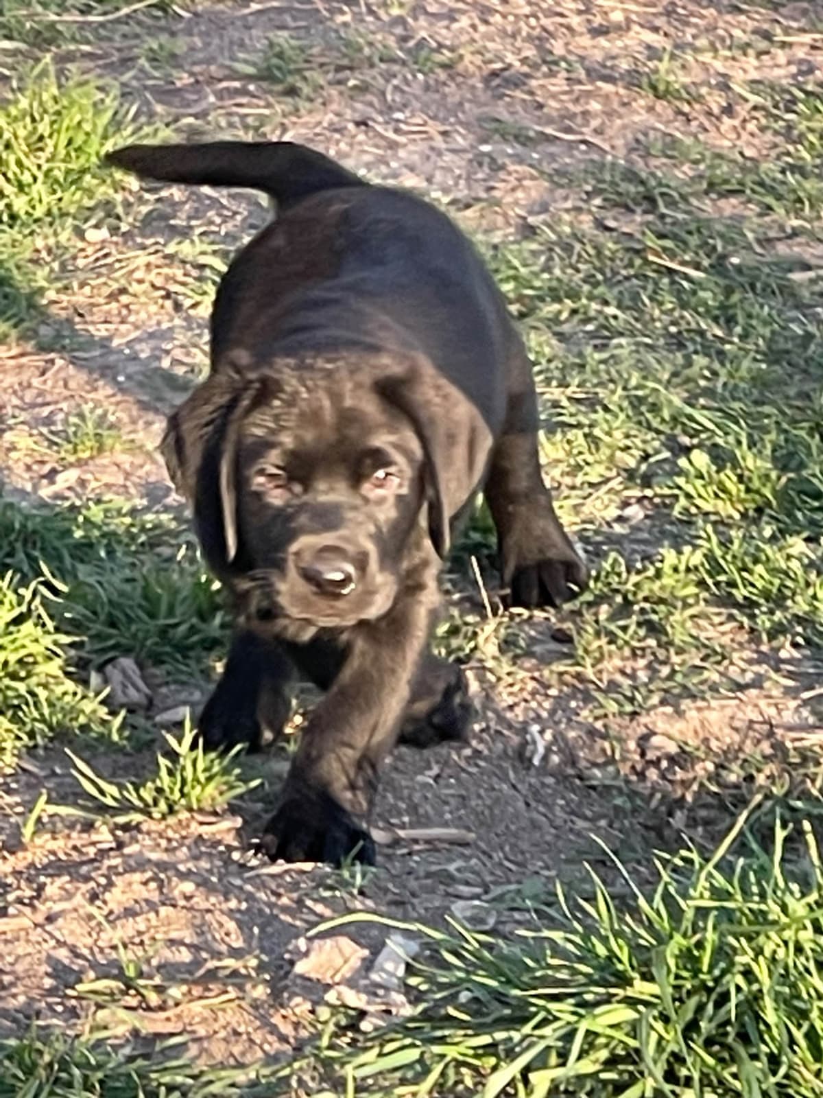 Labrador Retriever Puppies breeder image 8