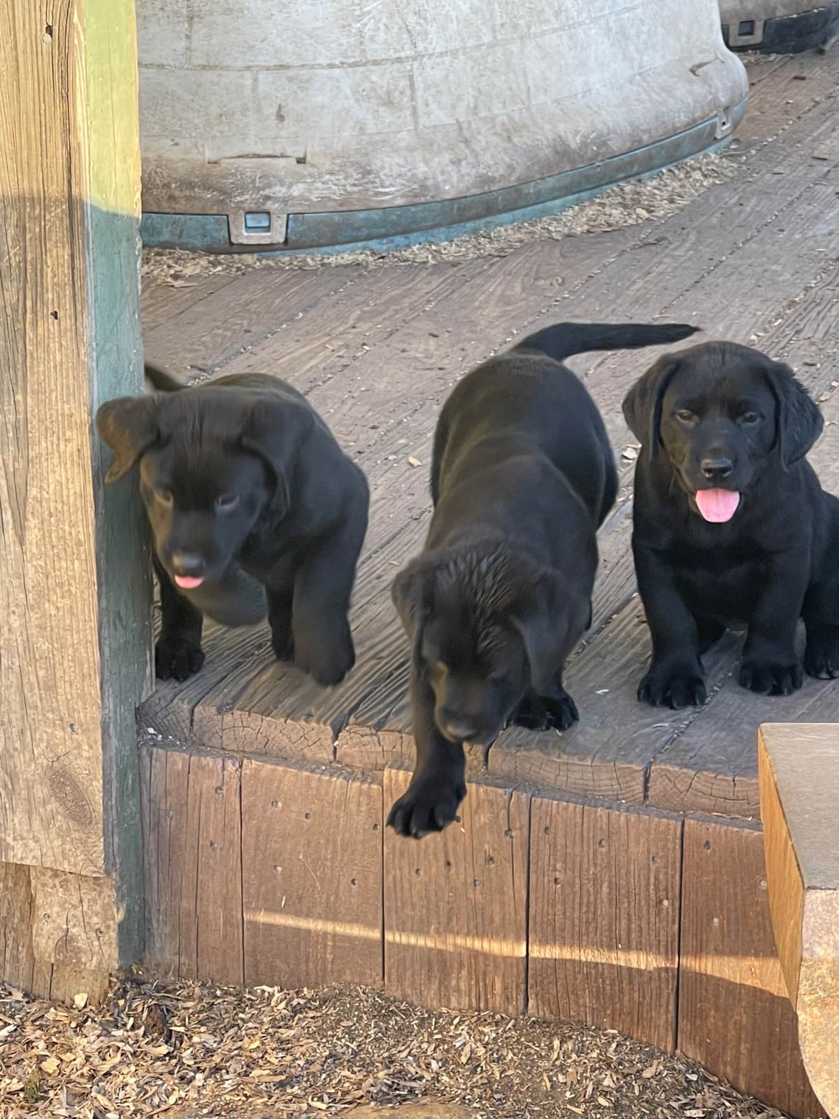 Labrador Retriever Puppies breeder image 9