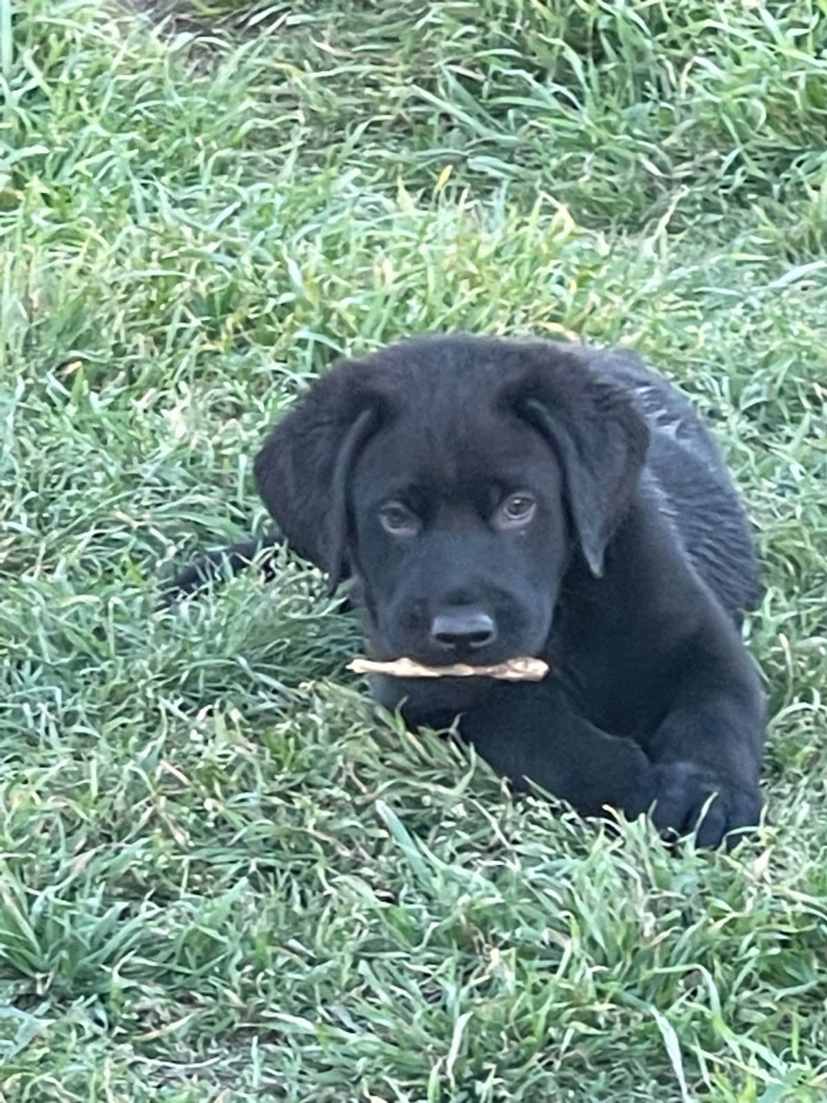 Labrador Retriever Puppies breeder image 10