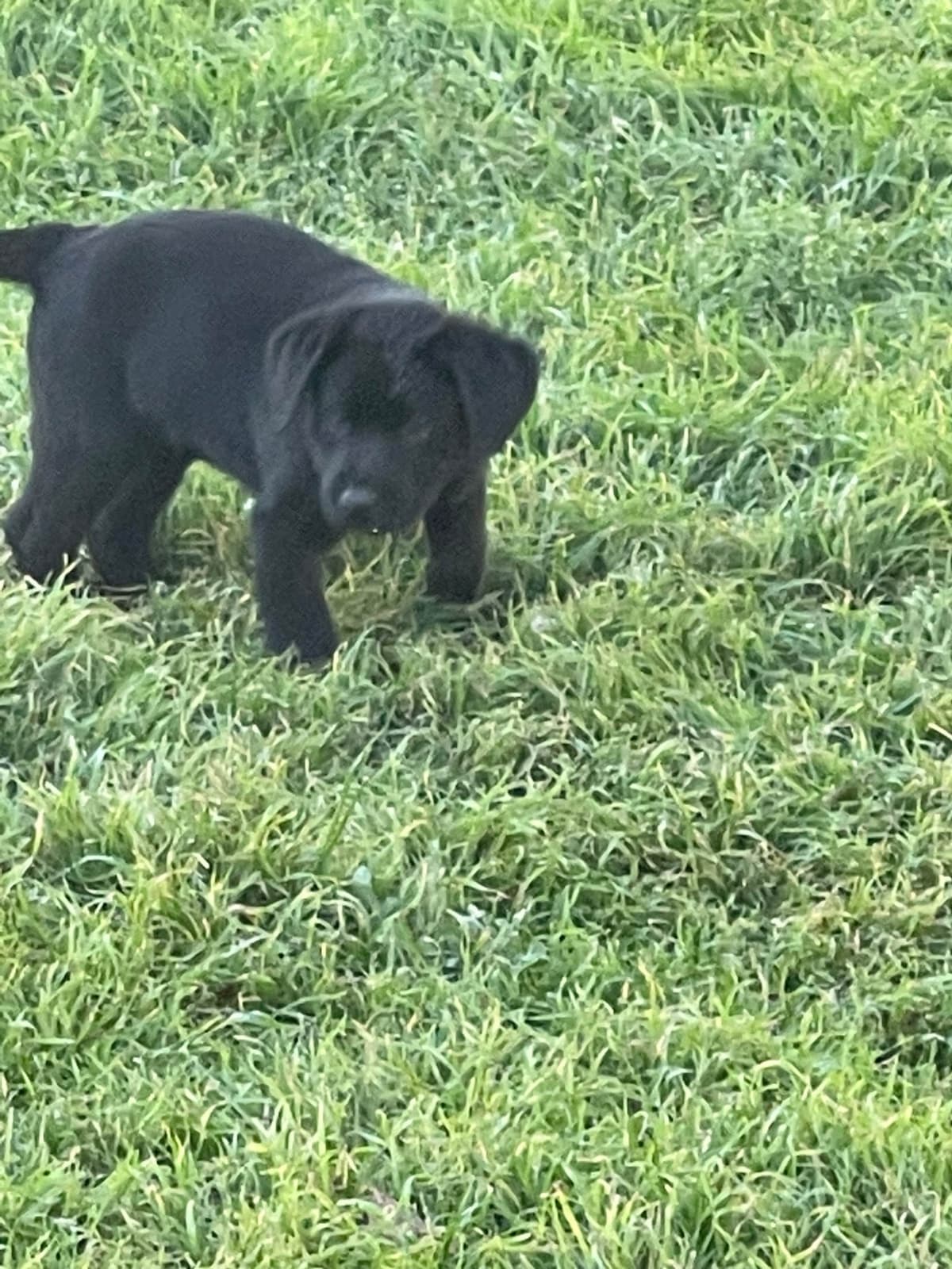 Labrador Retriever Puppies breeder image 11