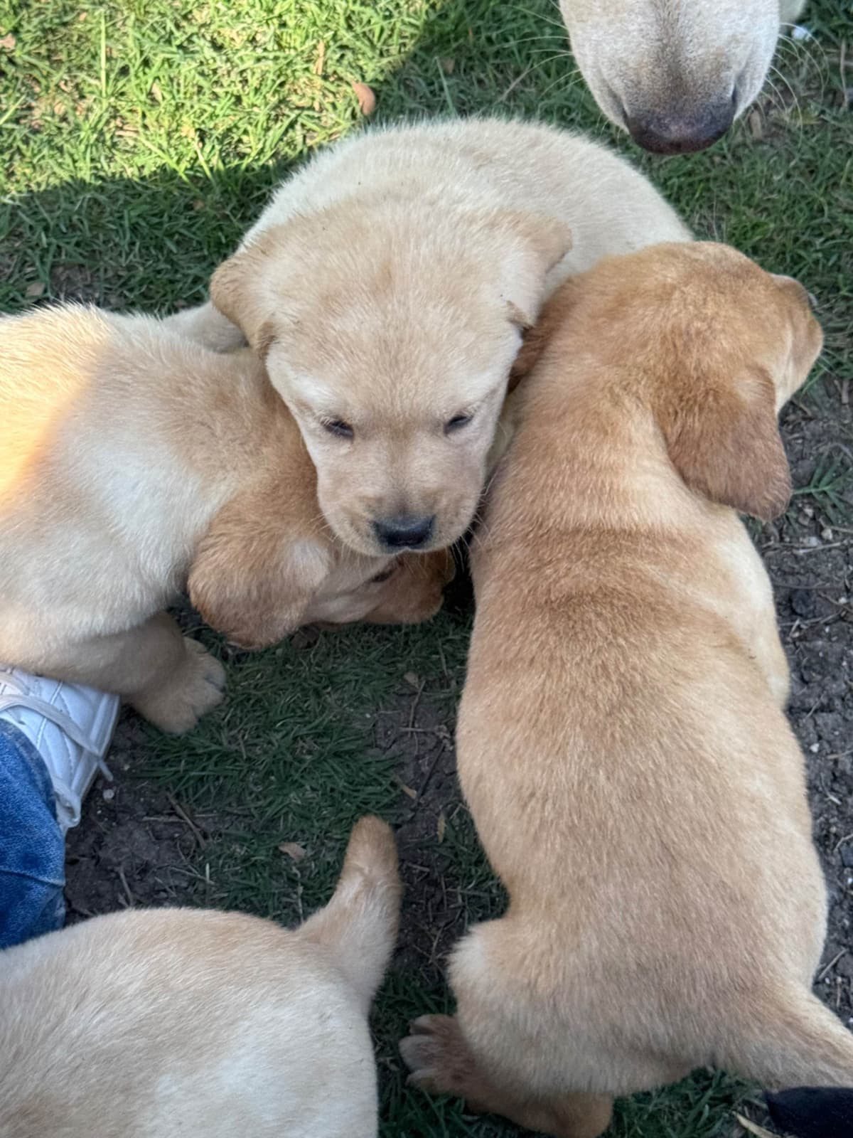 Labrador Retriever Puppies breeder image 12