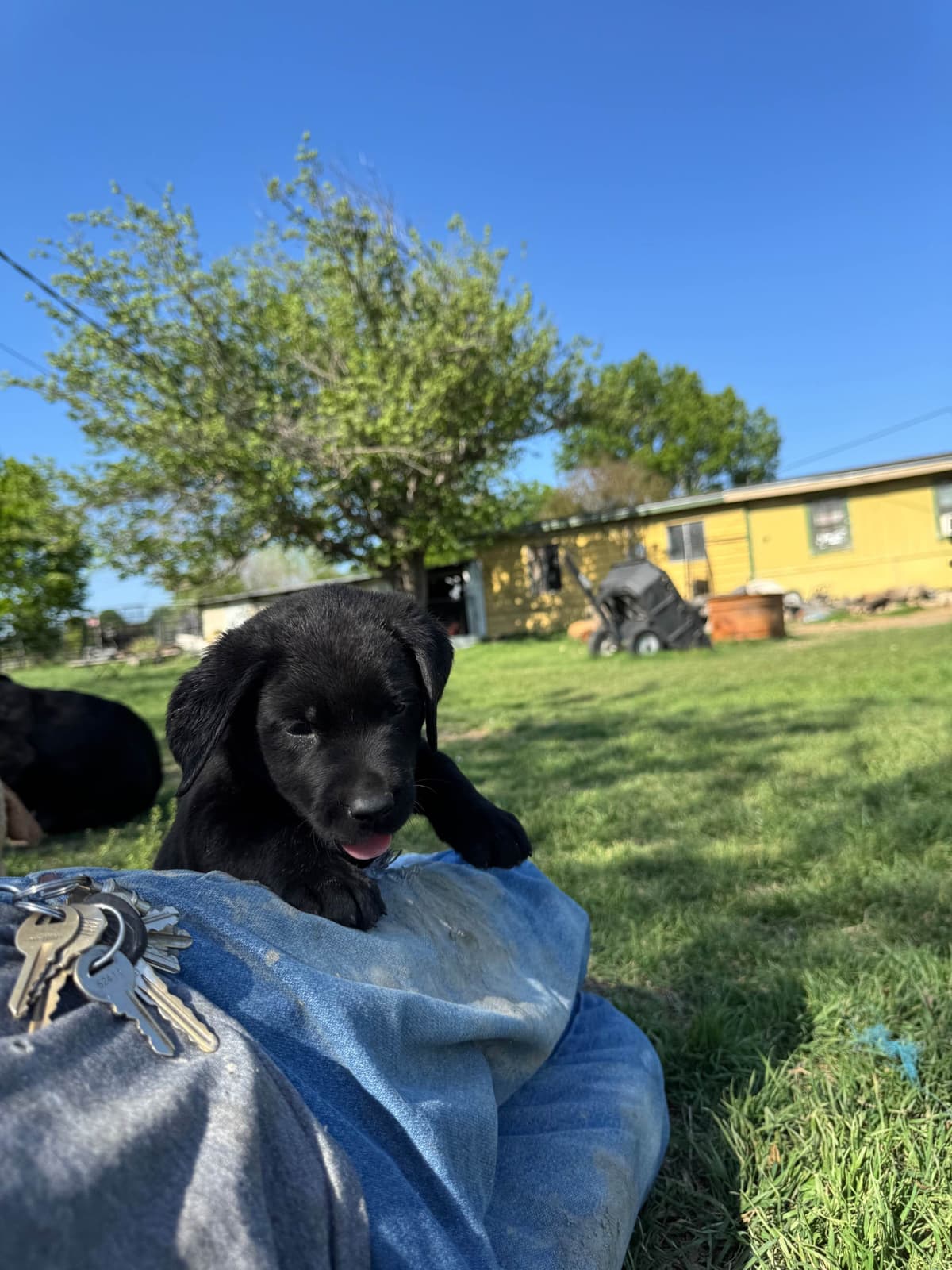 Labrador Retriever Puppies breeder image 14
