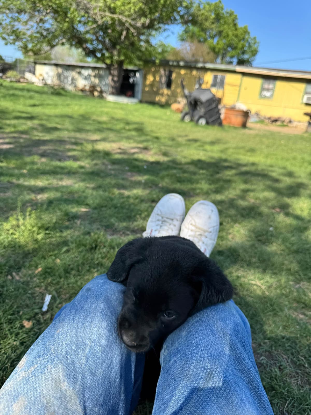 Labrador Retriever Puppies breeder image 15