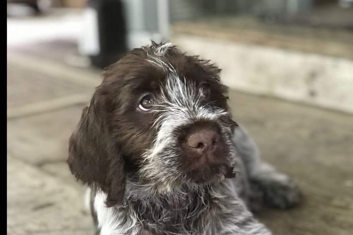 Wirehaired Pointing Griffon Puppies breeder image 1