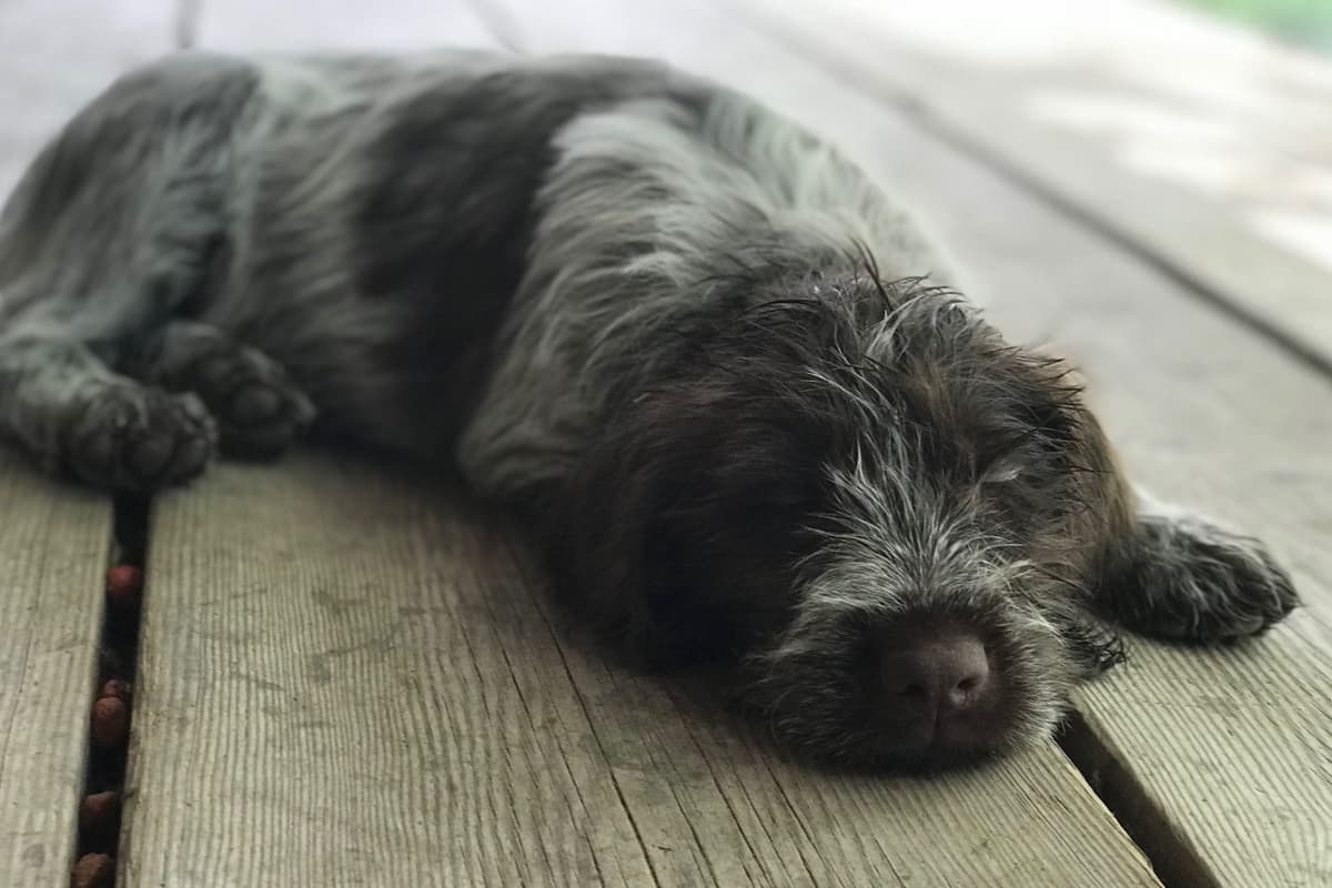 Wirehaired Pointing Griffon Puppies breeder image 4