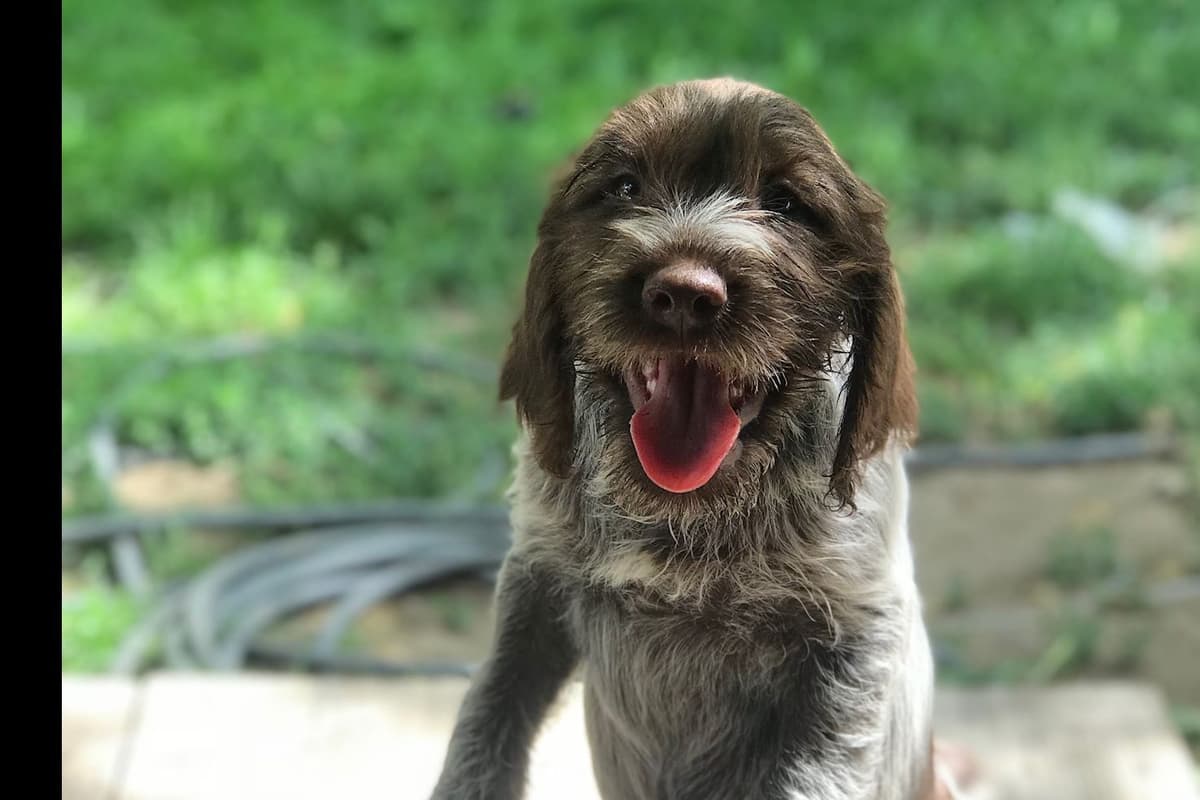 Wirehaired Pointing Griffon Puppies breeder image 6