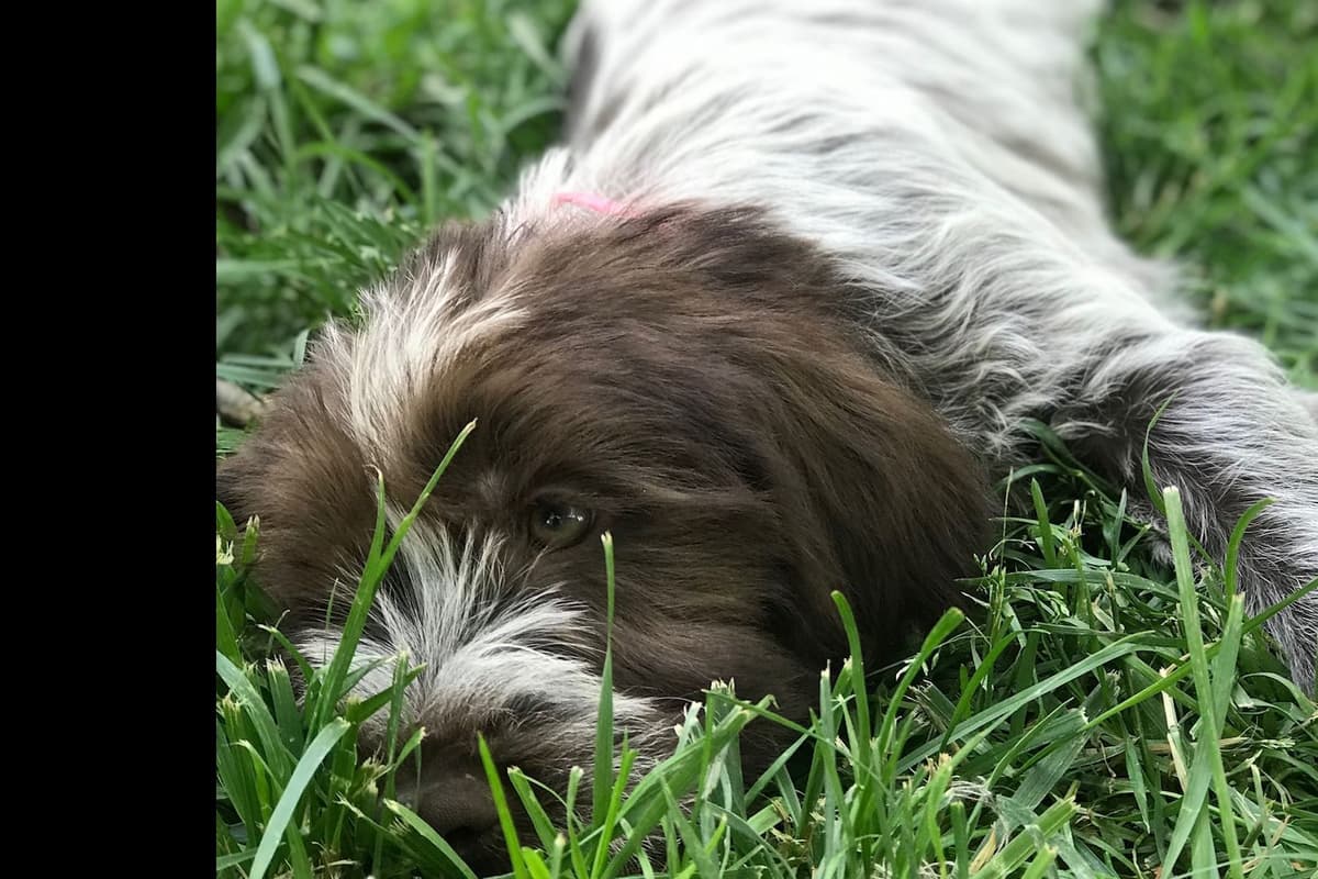 Wirehaired Pointing Griffon Puppies breeder image 7
