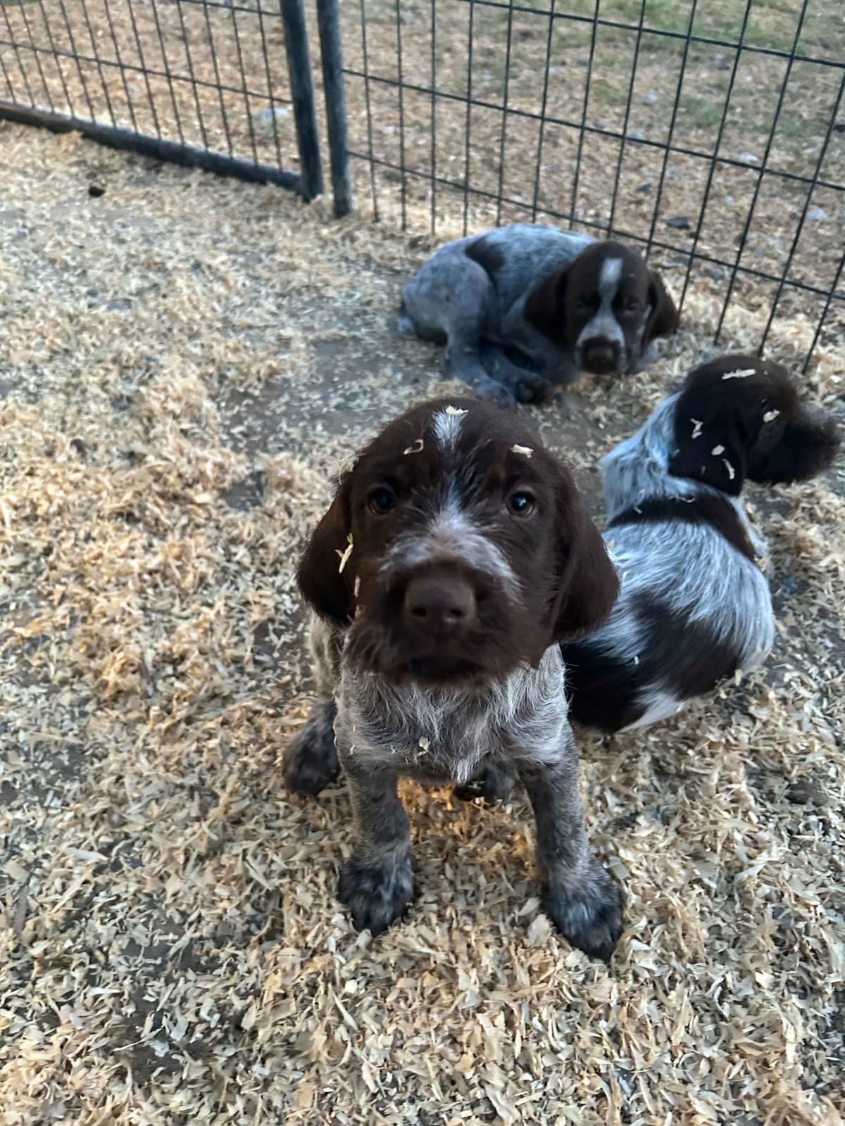 Wirehaired Pointing Griffon Puppies breeder image 9