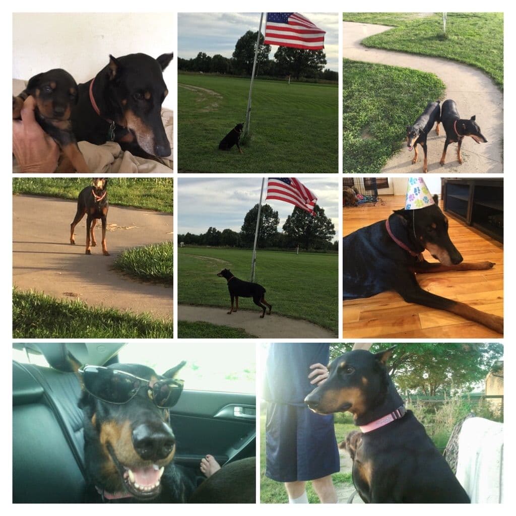 European built AKC Doberman Pinscher Pup’s breeder image 9