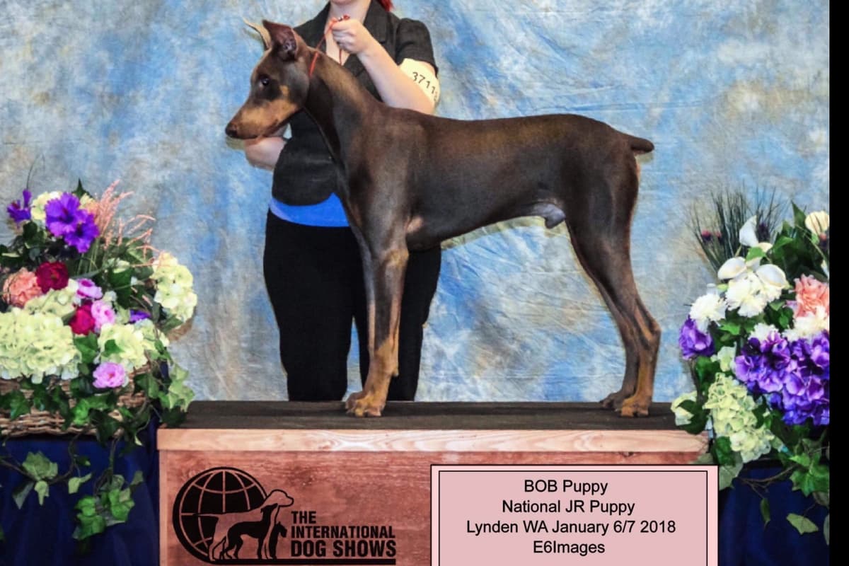 European built AKC Doberman Pinscher Pup’s breeder image 12