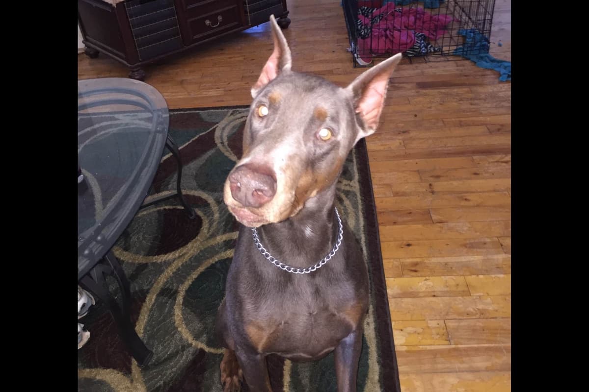European built AKC Doberman Pinscher Pup’s breeder image 10