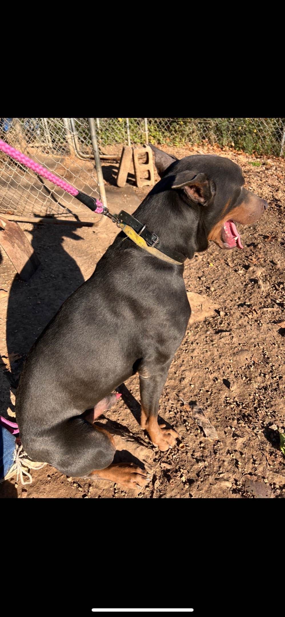 European built AKC Doberman Pinscher Pup’s breeder image 4