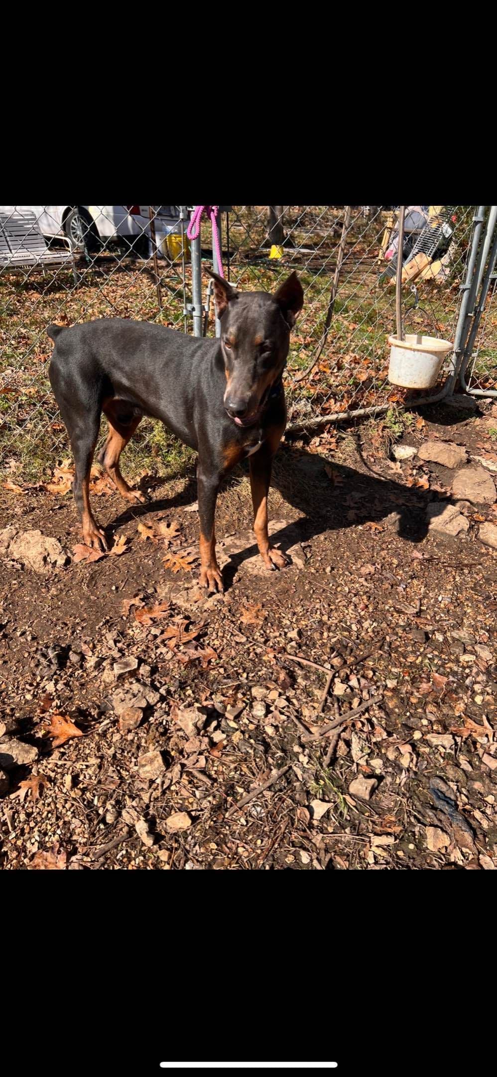 European built AKC Doberman Pinscher Pup’s breeder image 6