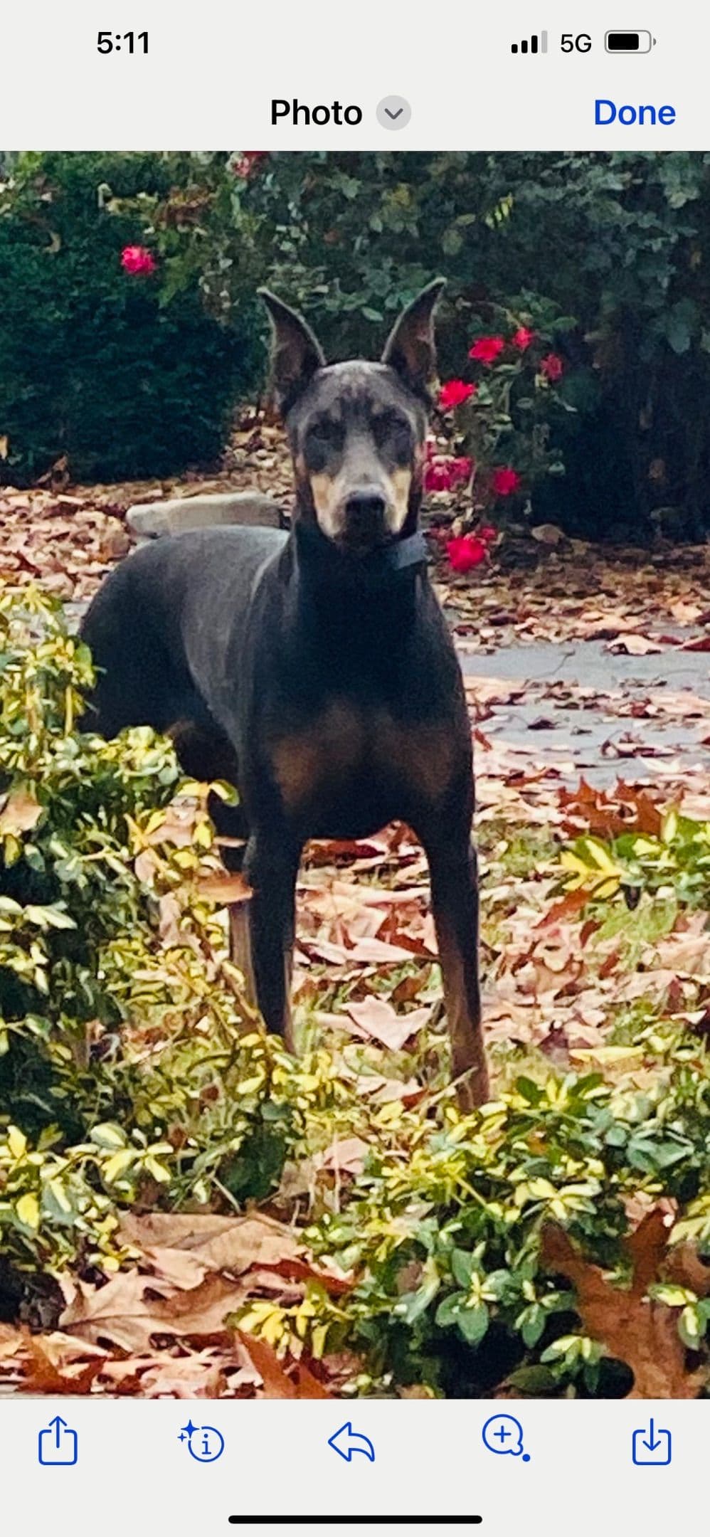 European built AKC Doberman Pinscher Pup’s breeder image 15
