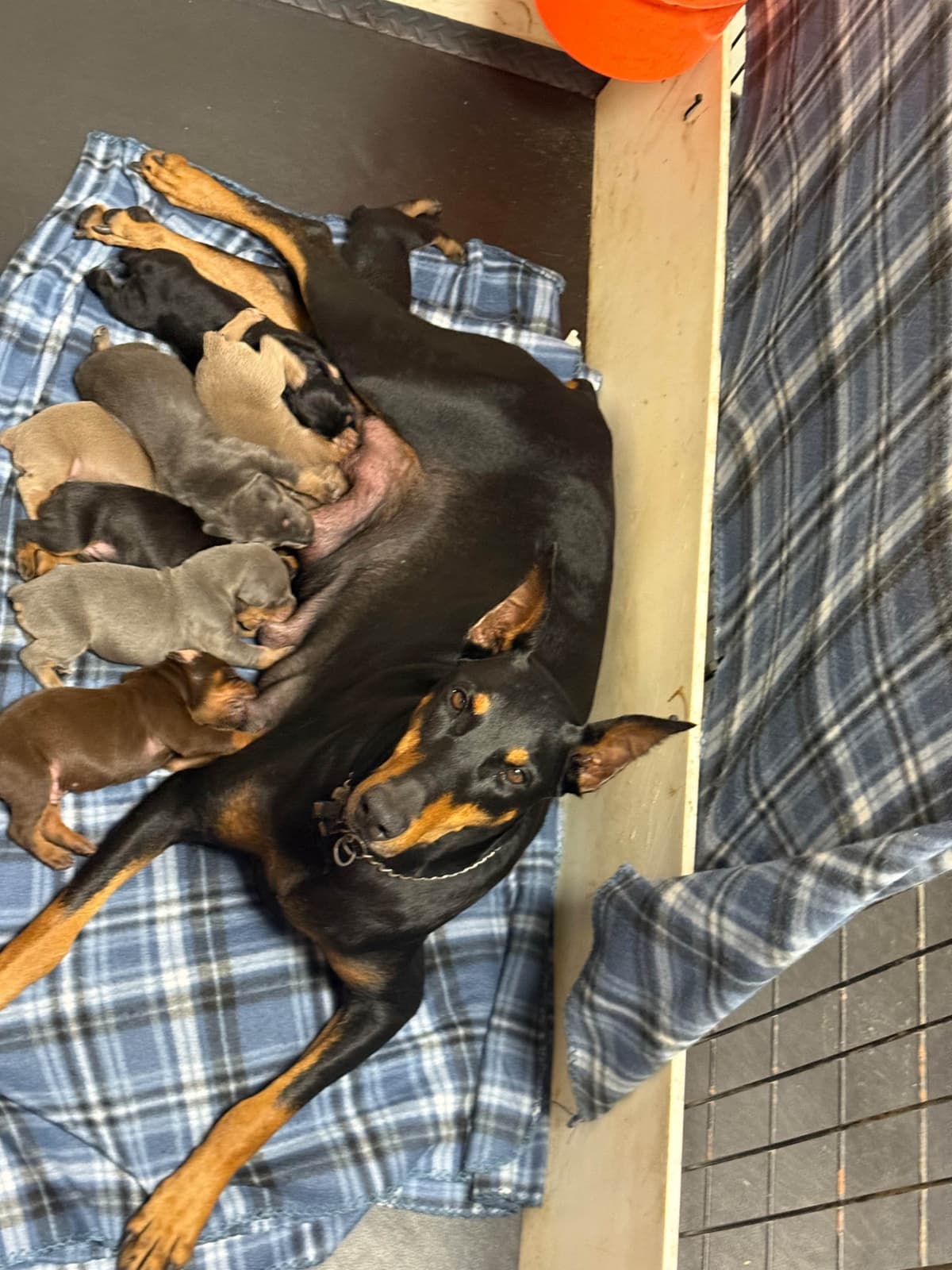 European built AKC Doberman Pinscher Pup’s breeder image 1