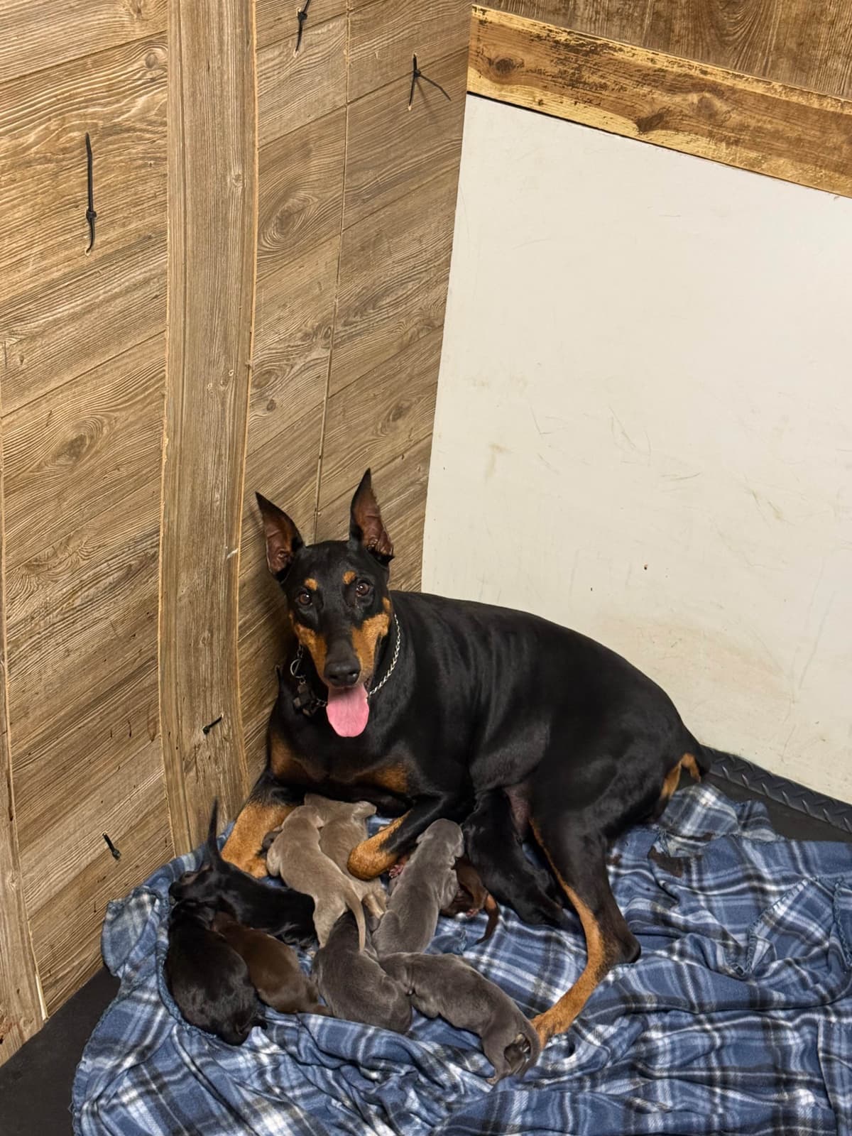 European built AKC Doberman Pinscher Pup’s breeder image 2
