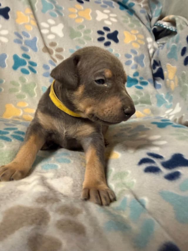 European built AKC Doberman Pinscher Pup’s media 3