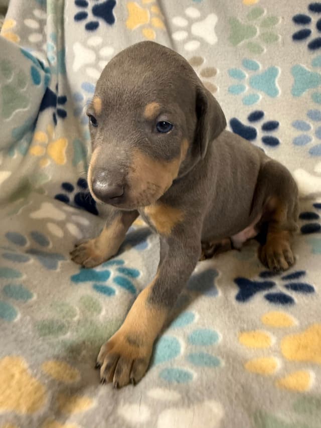 European built AKC Doberman Pinscher Pup’s media 7