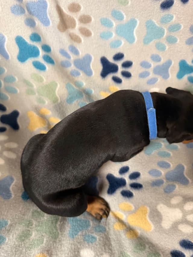 European built AKC Doberman Pinscher Pup’s media 12