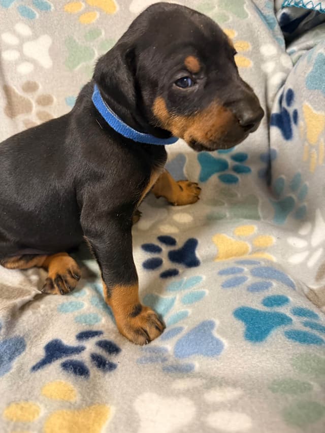 European built AKC Doberman Pinscher Pup’s media 13