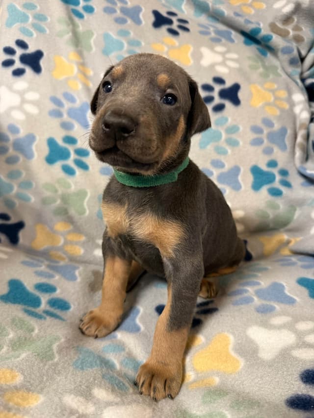 European built AKC Doberman Pinscher Pup’s media 19