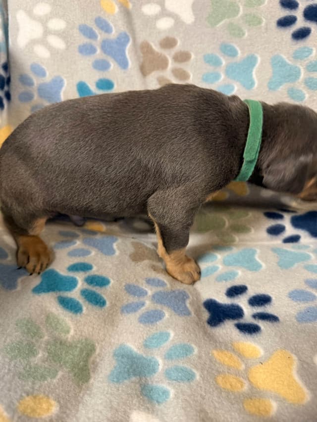 European built AKC Doberman Pinscher Pup’s media 20