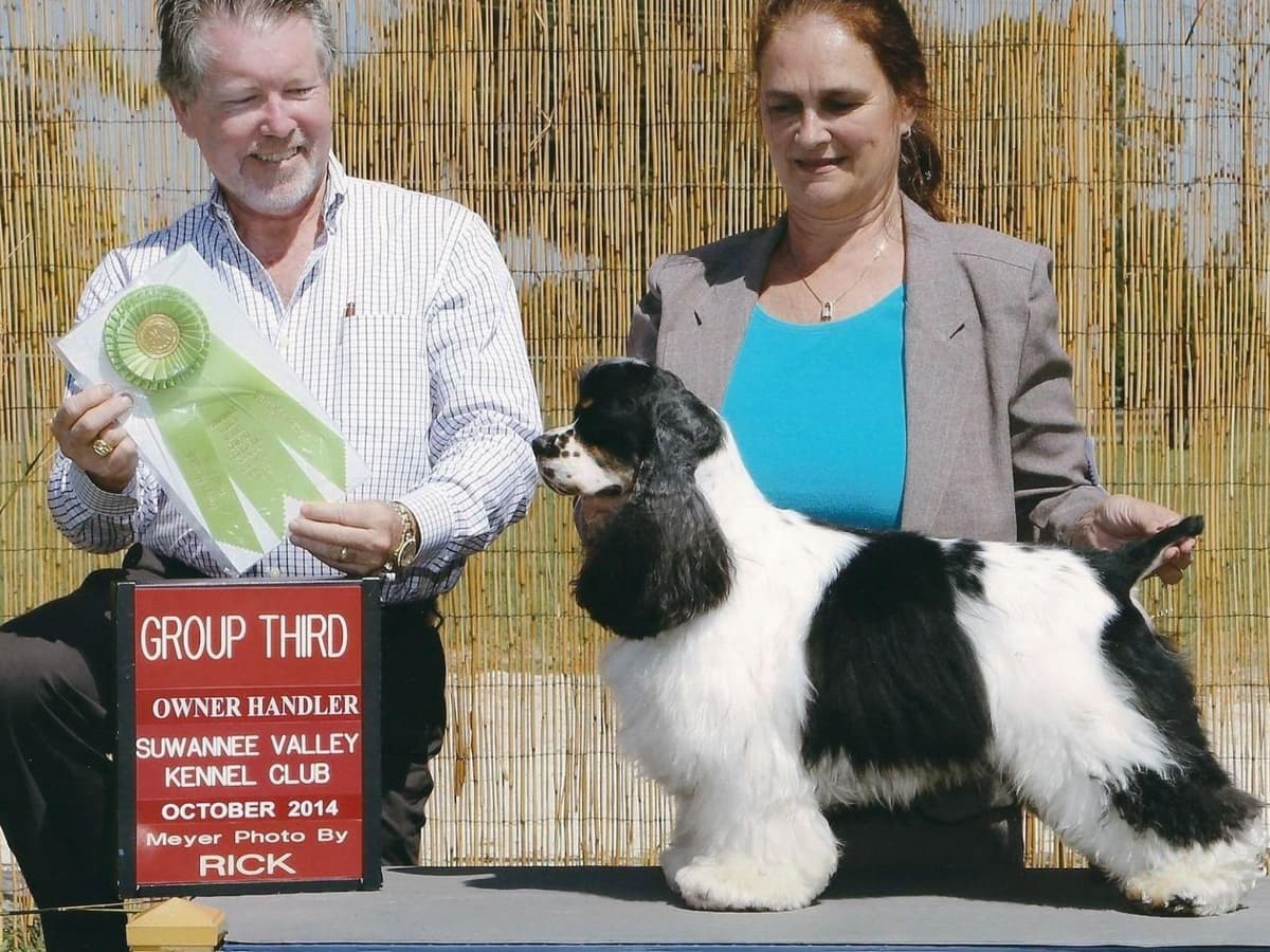 Cocker Spaniel Puppies breeder image 7