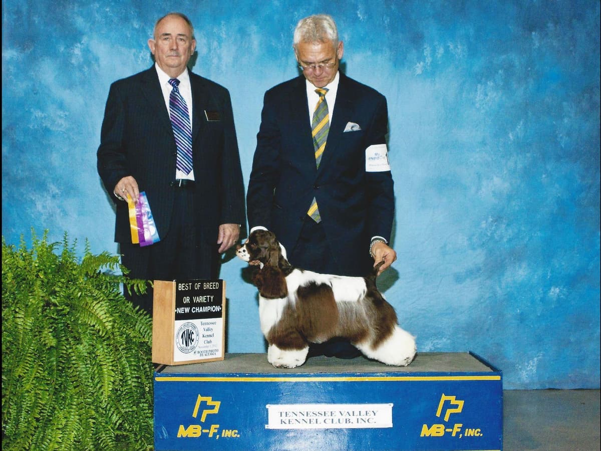 Cocker Spaniel Puppies breeder image 10