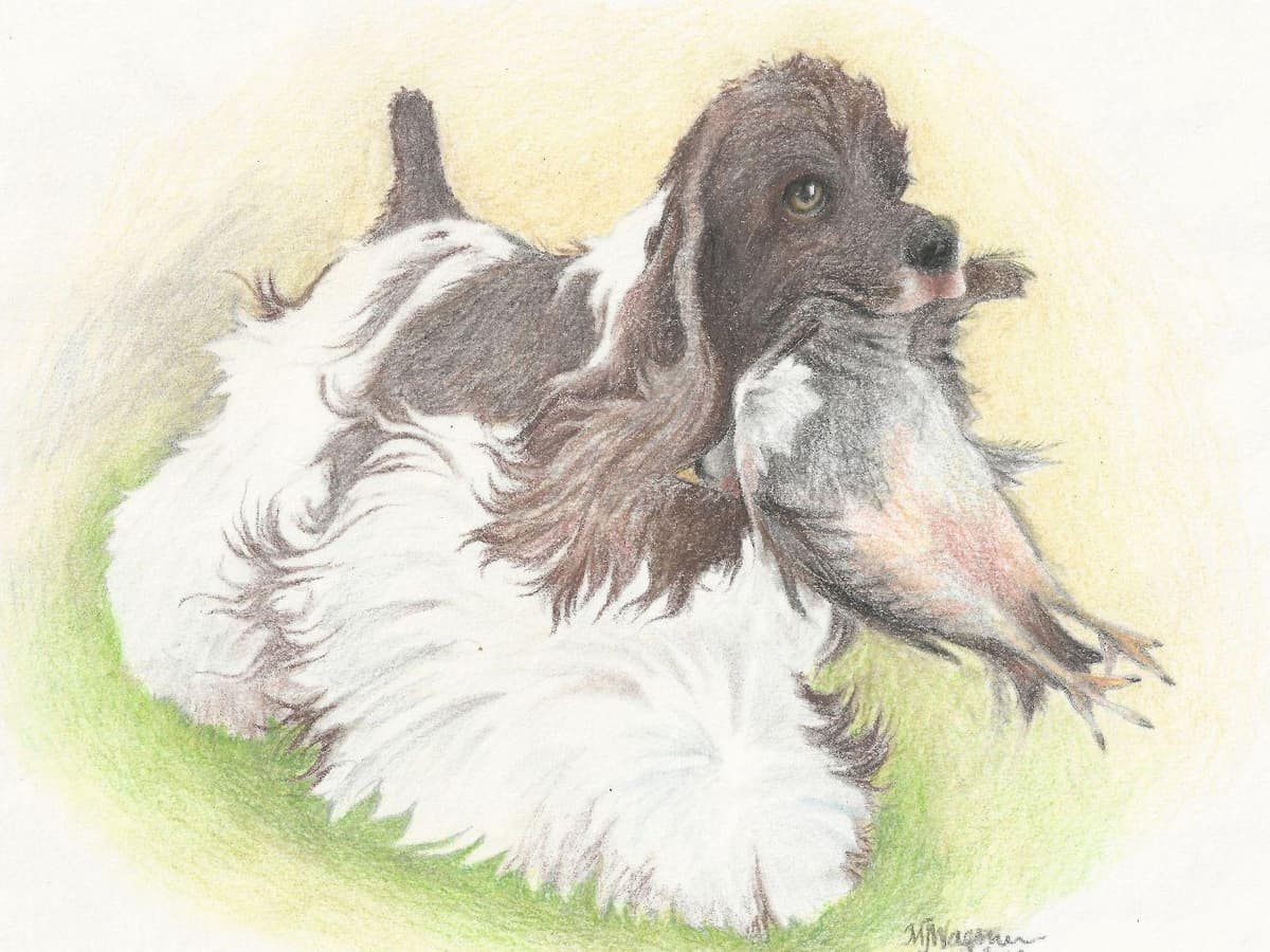 Cocker Spaniel Puppies breeder image 13