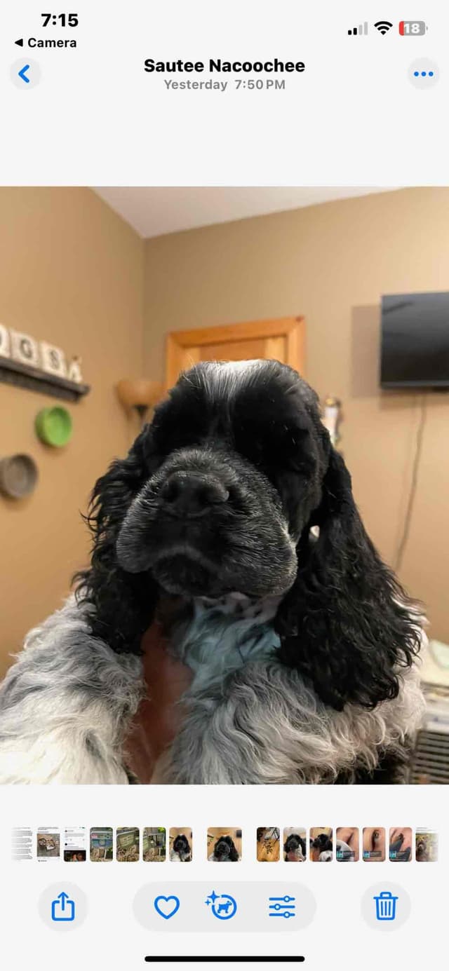 Cocker Spaniel Puppies media 2
