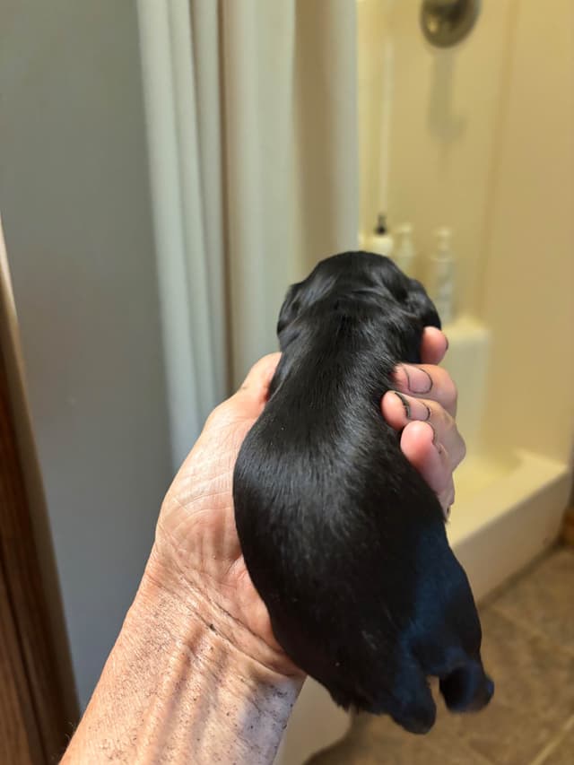 Cocker Spaniel Puppies media 2