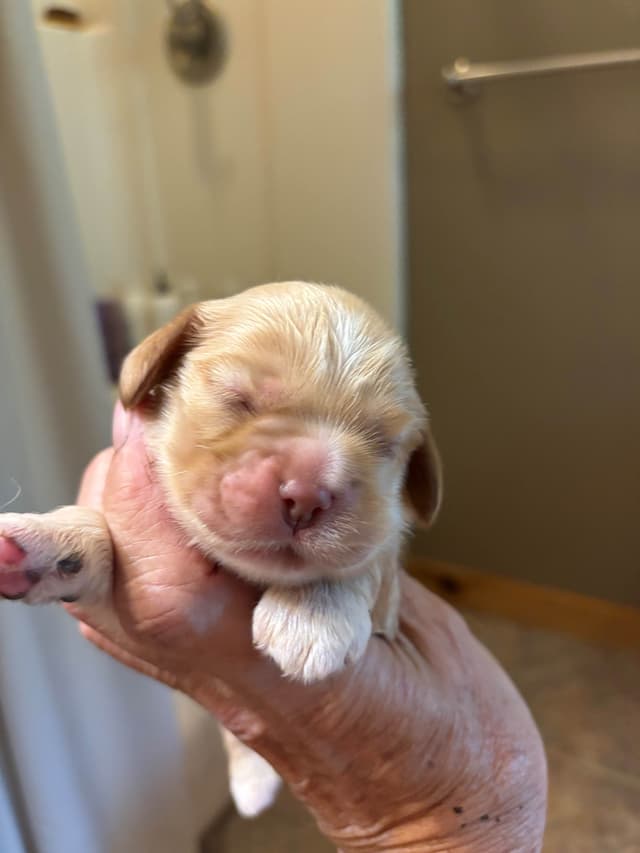 Cocker Spaniel Puppies media 3