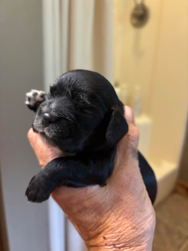 Cocker Spaniel Puppies media 4