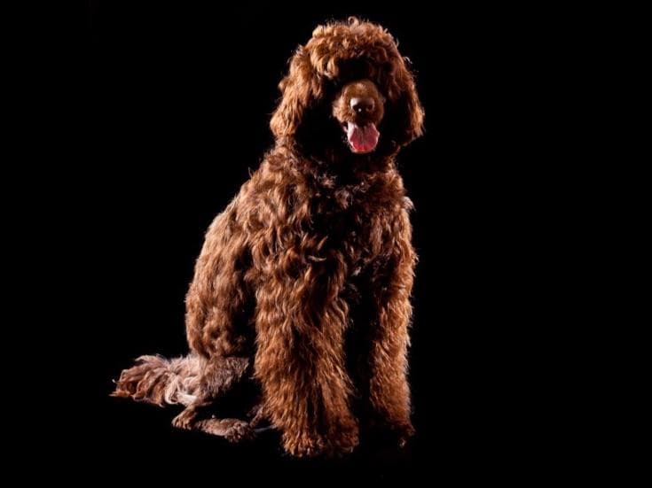 Portuguese Water Dog Puppies breeder image 2