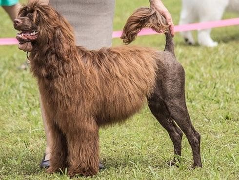 Portuguese Water Dog Puppies breeder image 1