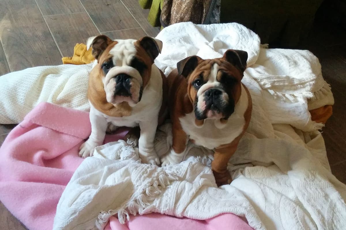 Boxer Puppies, available 5/9/26 breeder image 4
