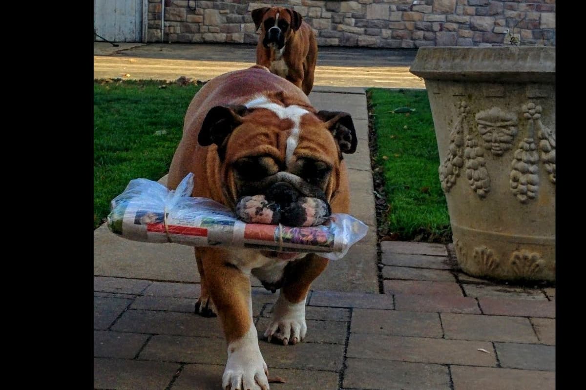 Boxer Puppies, available 5/9/26 breeder image 3