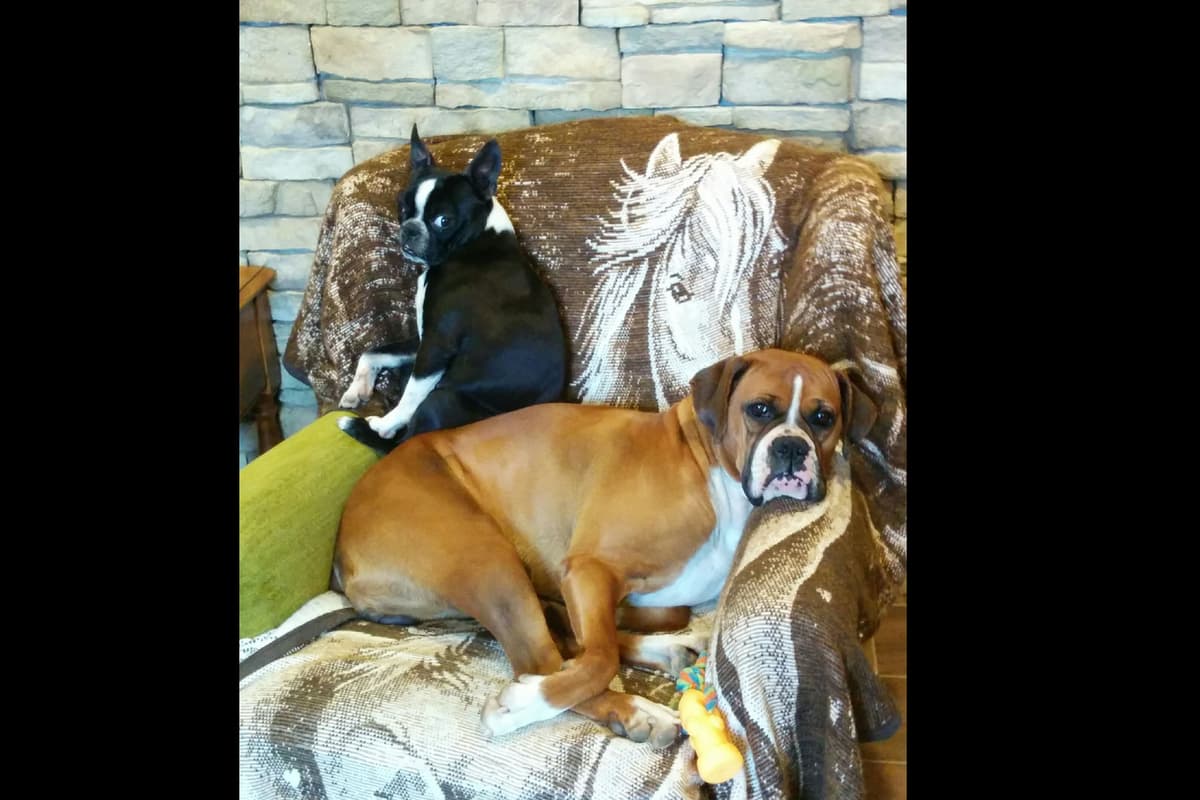 Boxer Puppies, available 5/9/26 breeder image 6