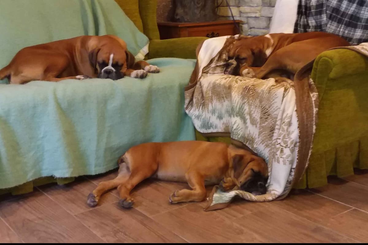 Boxer Puppies, available 5/9/26 breeder image 5
