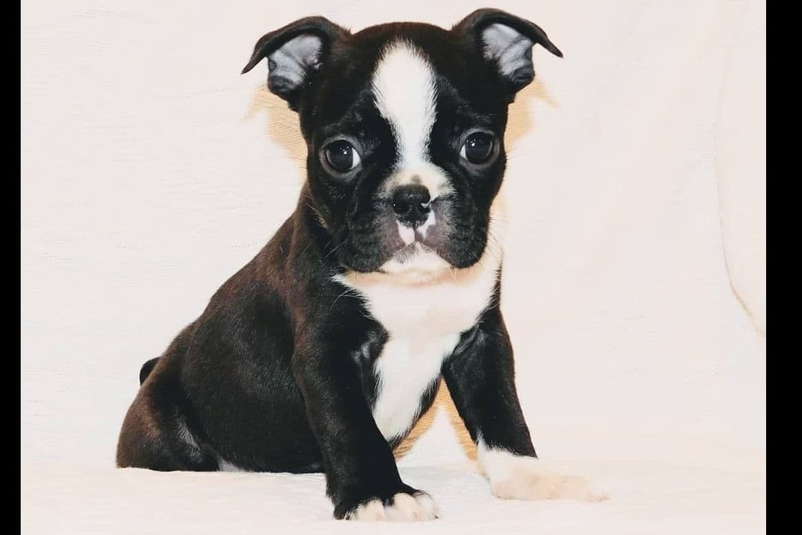Boxer Puppies, available 5/9/26 breeder image 8