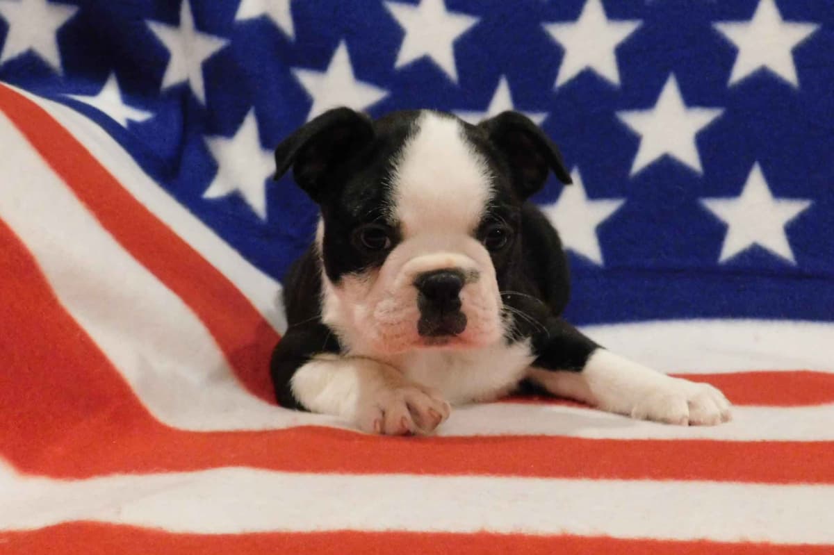 Boxer Puppies, available 5/9/26 breeder image 2