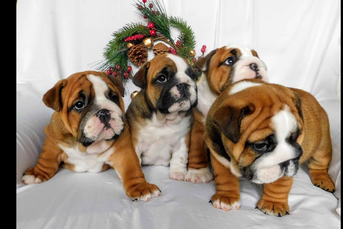 Boxer Puppies, available 5/9/26 breeder image 11