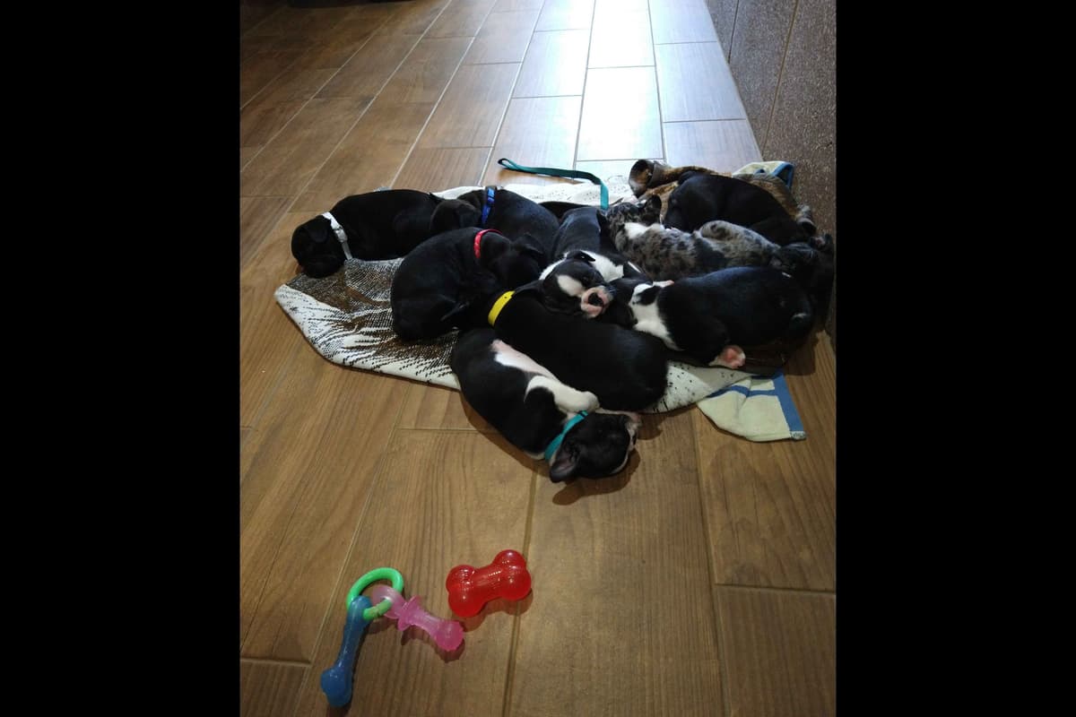 Boxer Puppies, available 5/9/26 breeder image 12