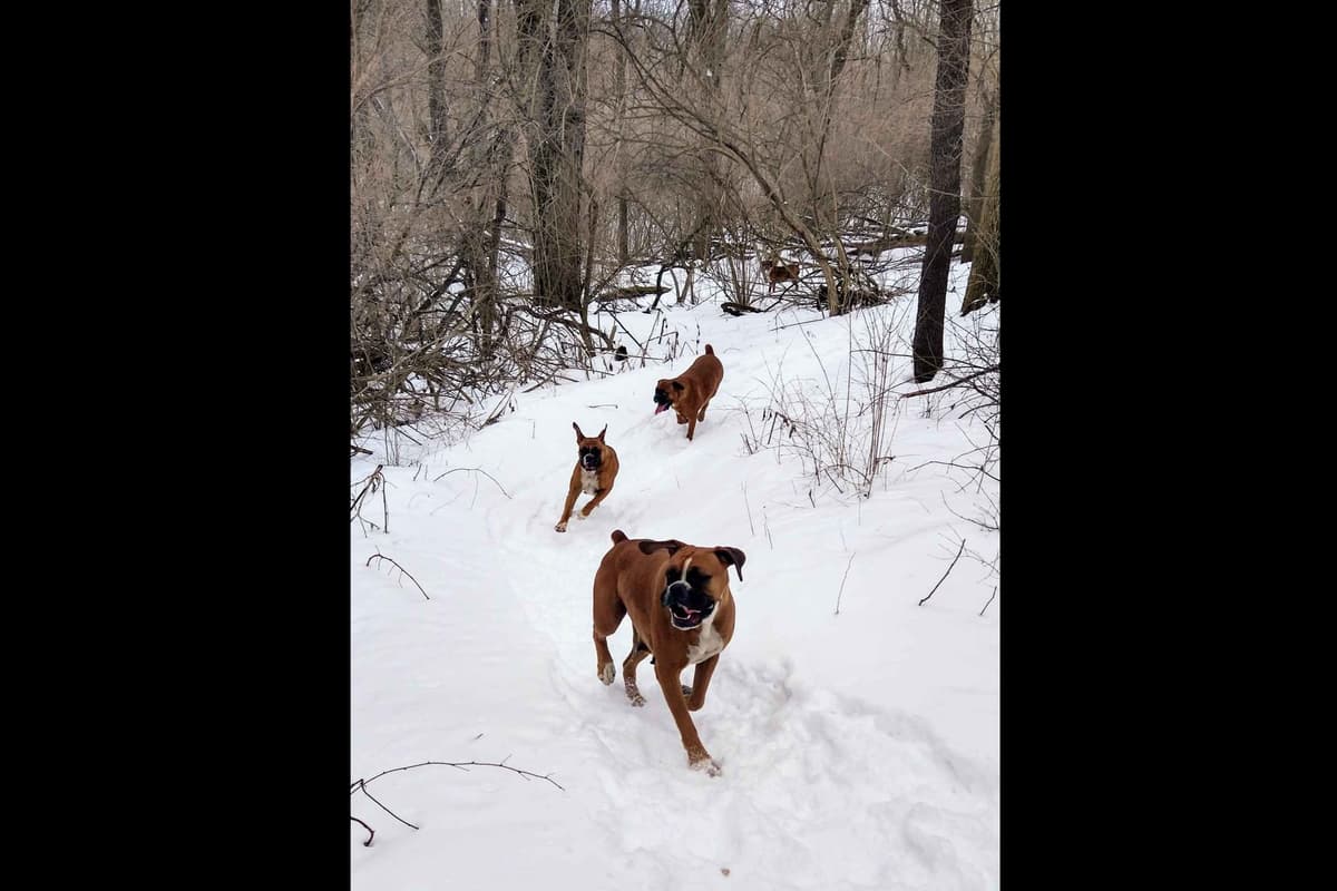Boxer Puppies, available 5/9/26 breeder image 13